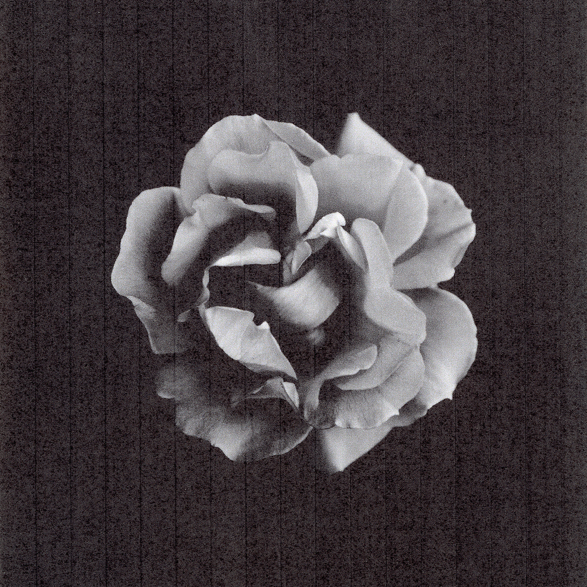 Forever Rose, Victor Nicolai